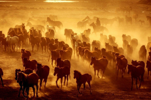 Burası Texas değil Türkiye