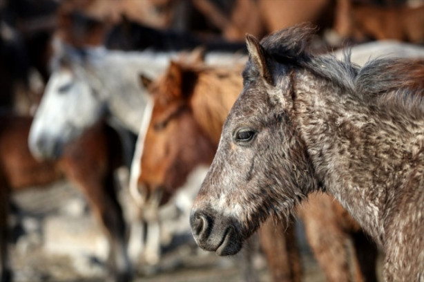 Foto - Burası Texas değil Türkiye