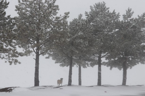 Foto - Burası Yağdonduran!