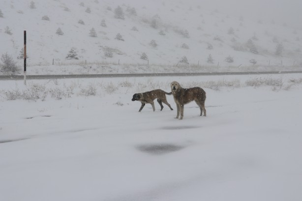 Foto - Burası Yağdonduran!