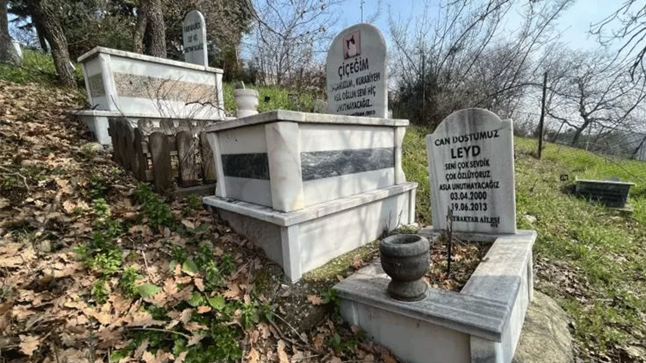 Foto - Burası da evcil hayvan mezarlığı: Defin ücreti pes dedirtti!