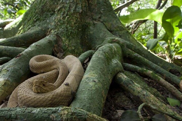 Foto - Buraya giren bir daha çıkamıyor: Girişler yasaklandı