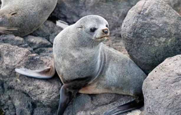 Foto - Buraya yerleşene ev ve para veriliyor