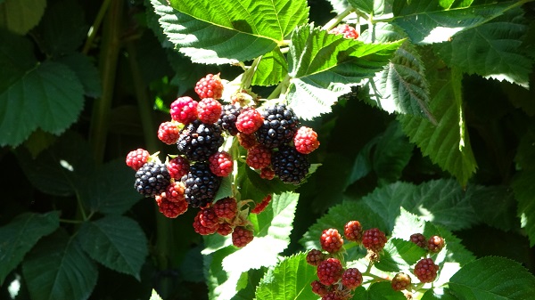 Foto - Burayı gören ayrılmak istemiyor