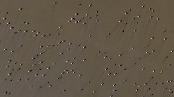 Foto - Burdur'un pembe kanatlı misafirleri