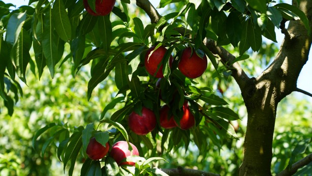 Foto - Bursa Şeftalisi'ne Avrupa'dan tescil müjdesi