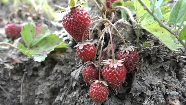 Foto - Bursa'da çilek üreticisine şok...Geçen yıl 18 liraydı, bu yıl 5 lira