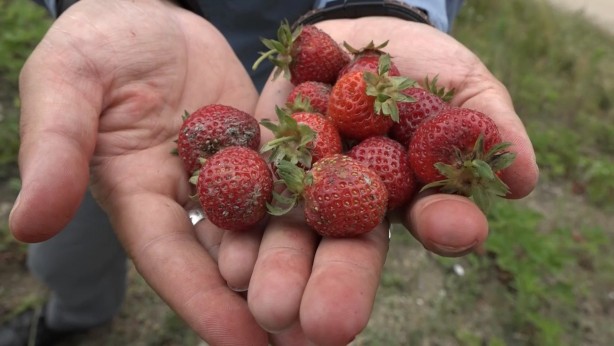 Foto - Bursa'da çilek üreticisine şok...Geçen yıl 18 liraydı, bu yıl 5 lira
