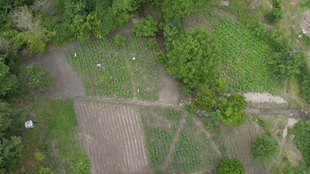 Foto - Bursa'da çilek üreticisine şok...Geçen yıl 18 liraydı, bu yıl 5 lira
