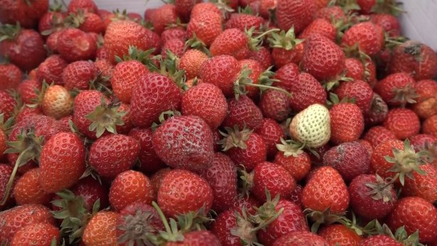 Foto - Bursa'da çilek üreticisine şok...Geçen yıl 18 liraydı, bu yıl 5 lira