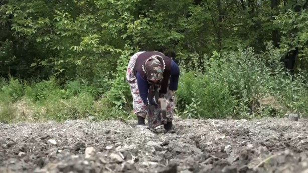 Foto - Bursa'da çilek üreticisine şok...Geçen yıl 18 liraydı, bu yıl 5 lira