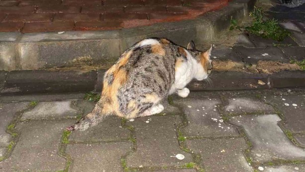 Foto - Bursa’da dehşete düşüren olay! Bunu yapan insan olamaz! Allah sizi kahretsin 