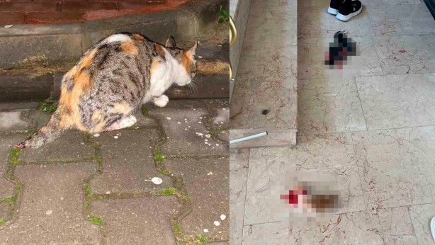 Foto - Bursa’da dehşete düşüren olay! Bunu yapan insan olamaz! Allah sizi kahretsin 