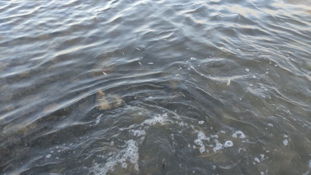 Foto - Bursa'da göl ve göletlere 3 milyon 350 bin yavru sazan bırakıldı