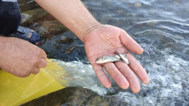 Foto - Bursa'da göl ve göletlere 3 milyon 350 bin yavru sazan bırakıldı