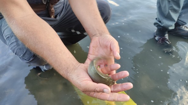 Bursa'da göl ve göletlere 3 milyon 350 bin yavru sazan bırakıldı