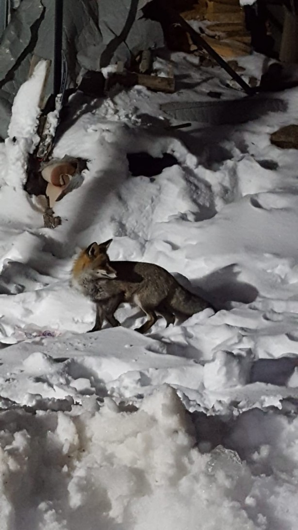 Foto - Bursa'da kapılarına gelen tilkiyi elleriyle beslediler
