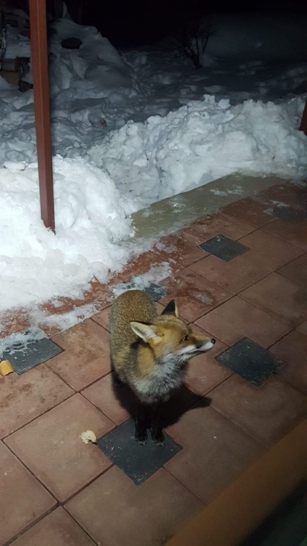 Foto - Bursa'da kapılarına gelen tilkiyi elleriyle beslediler