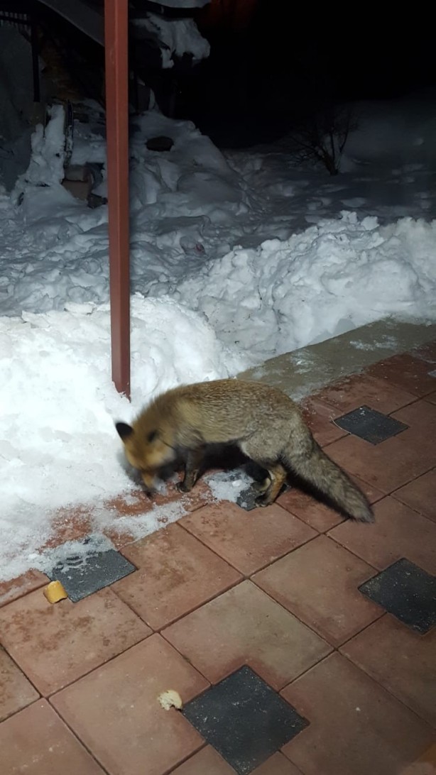 Foto - Bursa'da kapılarına gelen tilkiyi elleriyle beslediler
