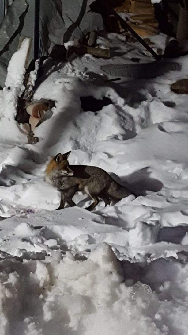 Foto - Bursa'da kapılarına gelen tilkiyi elleriyle beslediler