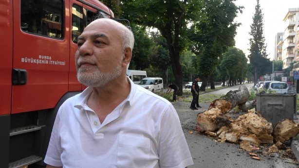 Foto - Bursa’da kökleri çürüyen asırlık çınar ağacı devrildi