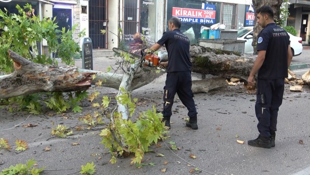 Foto - Bursa’da kökleri çürüyen asırlık çınar ağacı devrildi