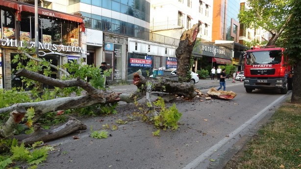 Foto - Bursa’da kökleri çürüyen asırlık çınar ağacı devrildi