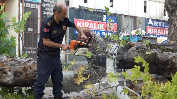 Foto - Bursa’da kökleri çürüyen asırlık çınar ağacı devrildi
