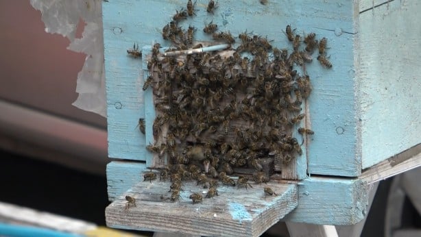 Bursa'da korku dolu anlar! 'Kraliçe arı' ortalığı böyle karıştırdı..