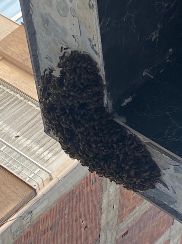 Foto - Bursa'da korku dolu anlar! 'Kraliçe arı' ortalığı böyle karıştırdı..