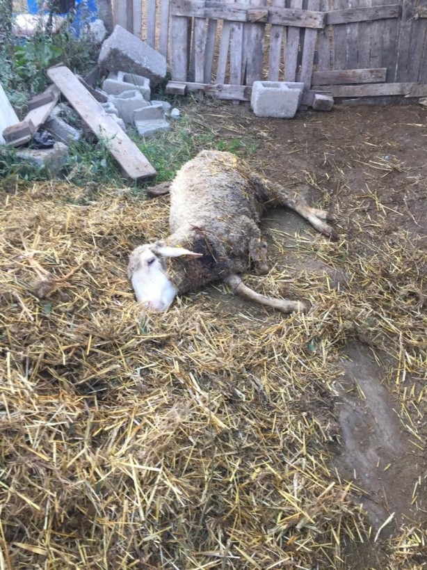 Foto - Bursa'da kuduz alarmı! Sokak köpekleri dehşet saçtı