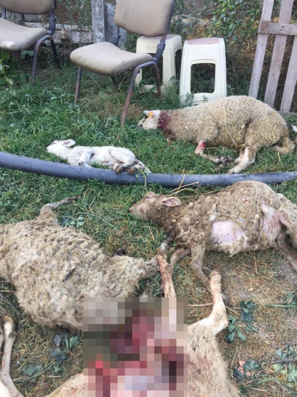 Foto - Bursa'da kuduz alarmı! Sokak köpekleri dehşet saçtı