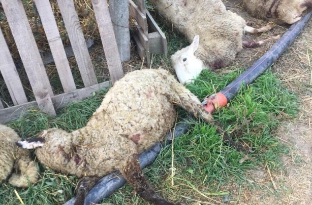 Foto - Bursa'da kuduz alarmı! Sokak köpekleri dehşet saçtı