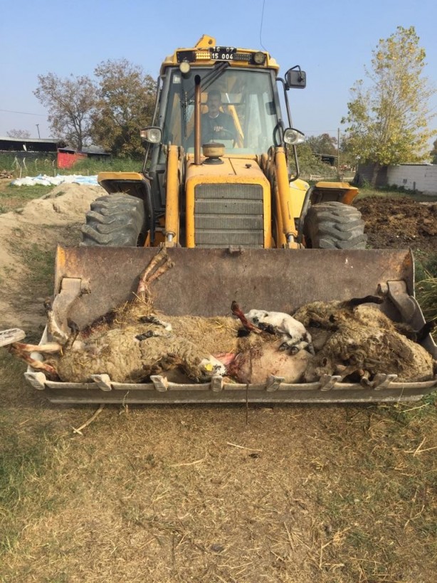 Bursa'da kuduz alarmı! Sokak köpekleri dehşet saçtı