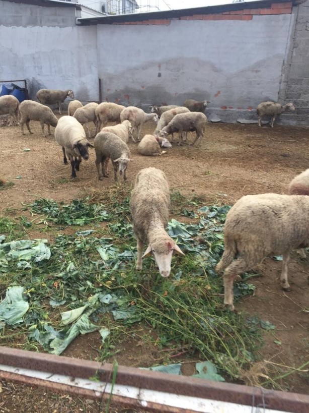 Foto - Bursa'da kuduz alarmı! Sokak köpekleri dehşet saçtı