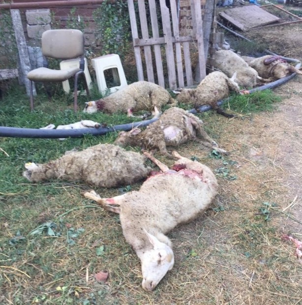 Foto - Bursa'da kuduz alarmı! Sokak köpekleri dehşet saçtı