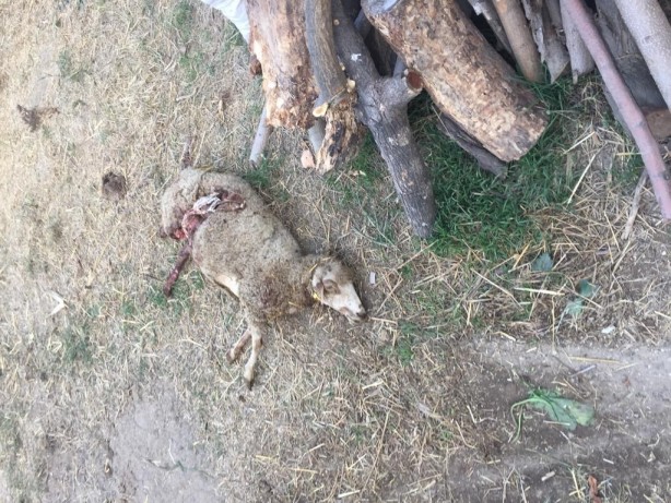 Foto - Bursa'da kuduz alarmı! Sokak köpekleri dehşet saçtı