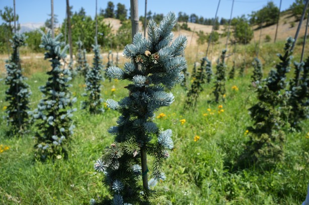 Foto - Bursa'da tarıma uygun olmayan alanda toprağa ekti! Aldığı sonuç İspanyol ve Hollandalıları panikletti
