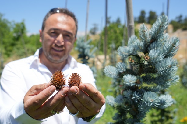 Foto - Bursa'da tarıma uygun olmayan alanda toprağa ekti! Aldığı sonuç İspanyol ve Hollandalıları panikletti