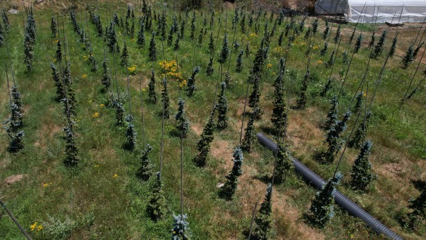 Foto - Bursa'da tarıma uygun olmayan alanda toprağa ekti! Aldığı sonuç İspanyol ve Hollandalıları panikletti