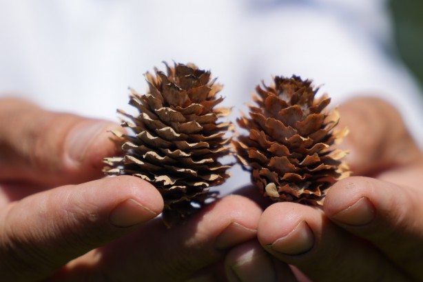Foto - Bursa'da tarıma uygun olmayan alanda toprağa ekti! Aldığı sonuç İspanyol ve Hollandalıları panikletti