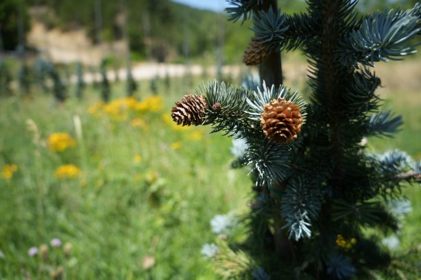 Foto - Bursa'da tarıma uygun olmayan alanda toprağa ekti! Aldığı sonuç İspanyol ve Hollandalıları panikletti