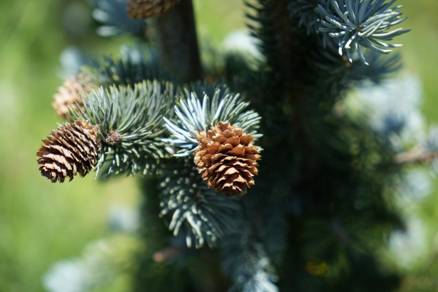 Foto - Bursa'da tarıma uygun olmayan alanda toprağa ekti! Aldığı sonuç İspanyol ve Hollandalıları panikletti