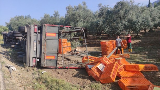 Foto - Bursa'da tır zeytinliğe devrildi! Bazı tavuklar telef oldu