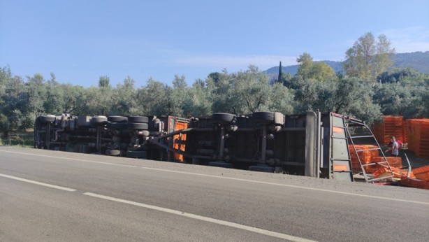 Foto - Bursa'da tır zeytinliğe devrildi! Bazı tavuklar telef oldu