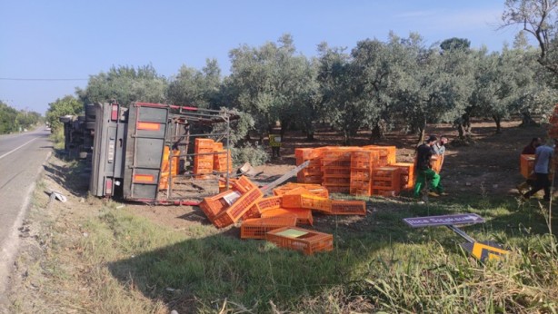 Bursa'da tır zeytinliğe devrildi! Bazı tavuklar telef oldu