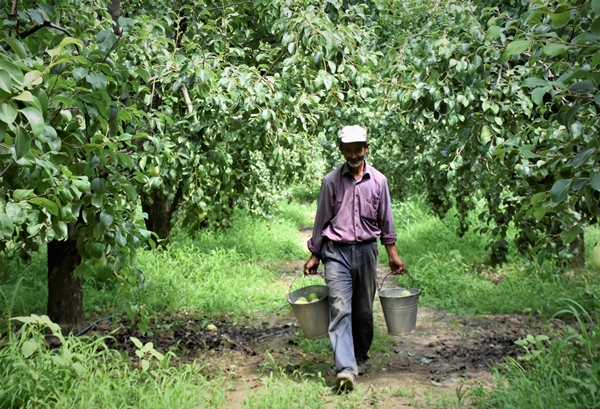 Bursa'da yetiştiriliyor... Dalındayken alıcı buluyor