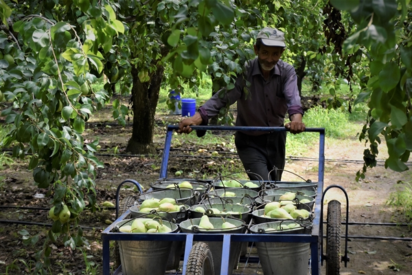 Foto - Bursa'da yetiştiriliyor... Dalındayken alıcı buluyor