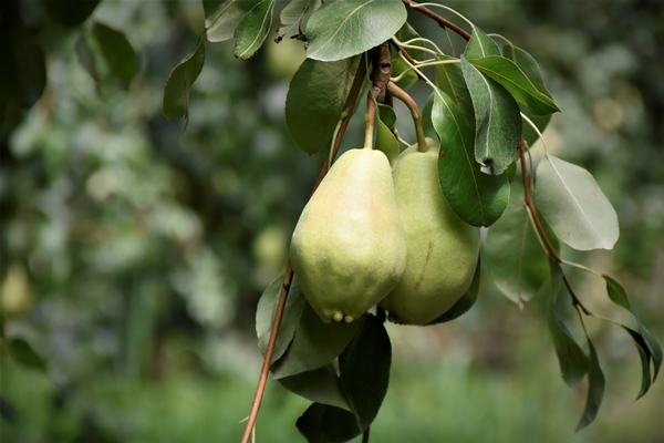 Foto - Bursa'da yetiştiriliyor... Dalındayken alıcı buluyor