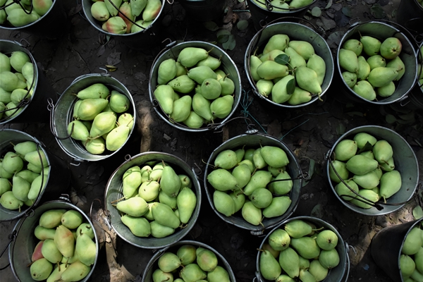 Foto - Bursa'da yetiştiriliyor... Dalındayken alıcı buluyor